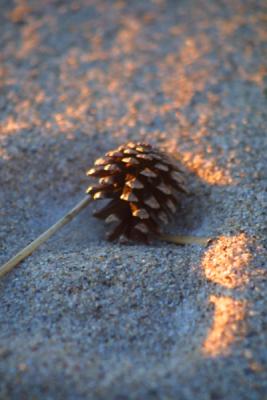 PineConeBeach001.jpg