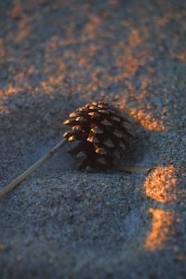 PineConeBeach002.jpg