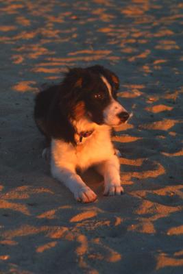u23/mac2979/medium/10636618.SkyeBeach004.jpg
