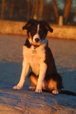 Stay, Skye!