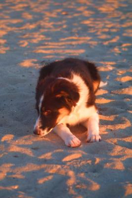 u23/mac2979/medium/10636622.SkyeBeach007.jpg