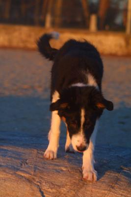 u23/mac2979/medium/10636627.SkyeBeach012.jpg