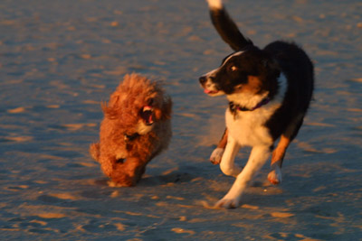 Skye and Lucy