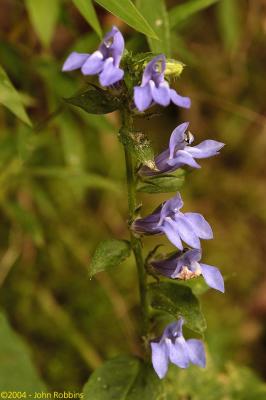 Great Lobelia