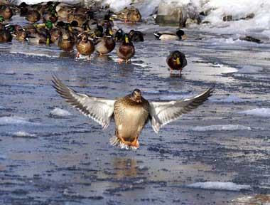 Show-Off - Ducks