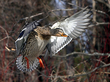 I Hope No One Sees Me - Duck