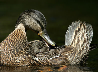 A Tail To Tell - Duck