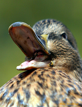 Sounding The Alarm - Mallard Duck