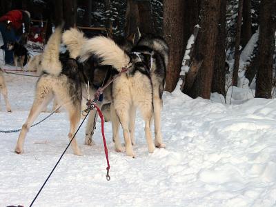 Dog Butts
