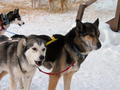 dogs