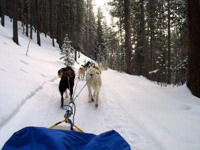 dog's pulling sled