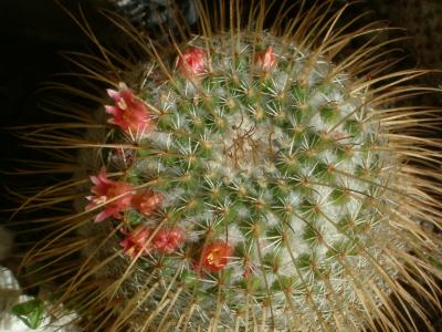 Mammillaria dixanthocentron.JPG