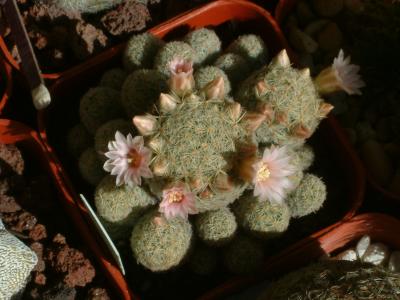 Mammillaria giselae 1.JPG