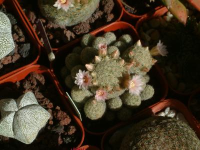 Mammillaria giselae 2.JPG