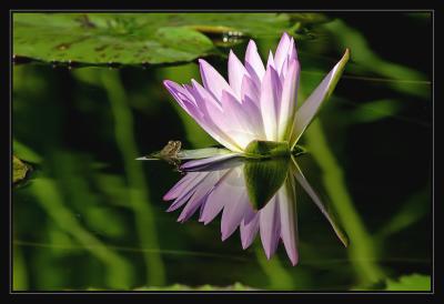 Frog in paradise