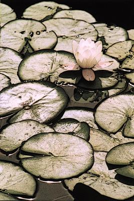 metallic waterlily