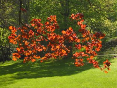 Autumn colours in the spring