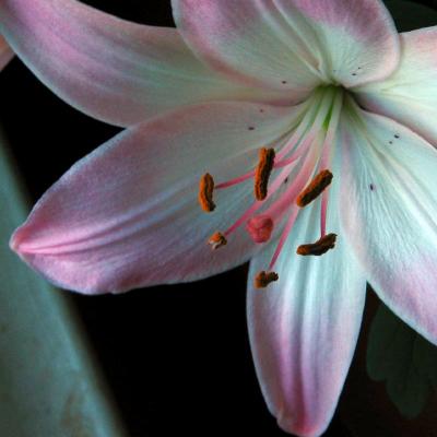 Asian lily