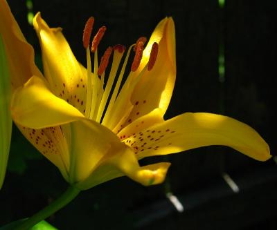 Day lily