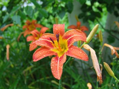 orange day lily