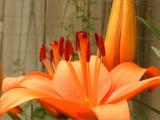 Orange lily2