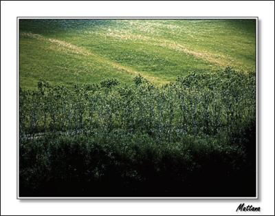 Tuscan Landscape