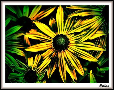 Rudbeckia Goldsturm