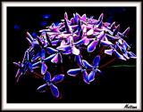Ixora