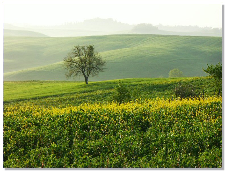 Landscape of Tuscany