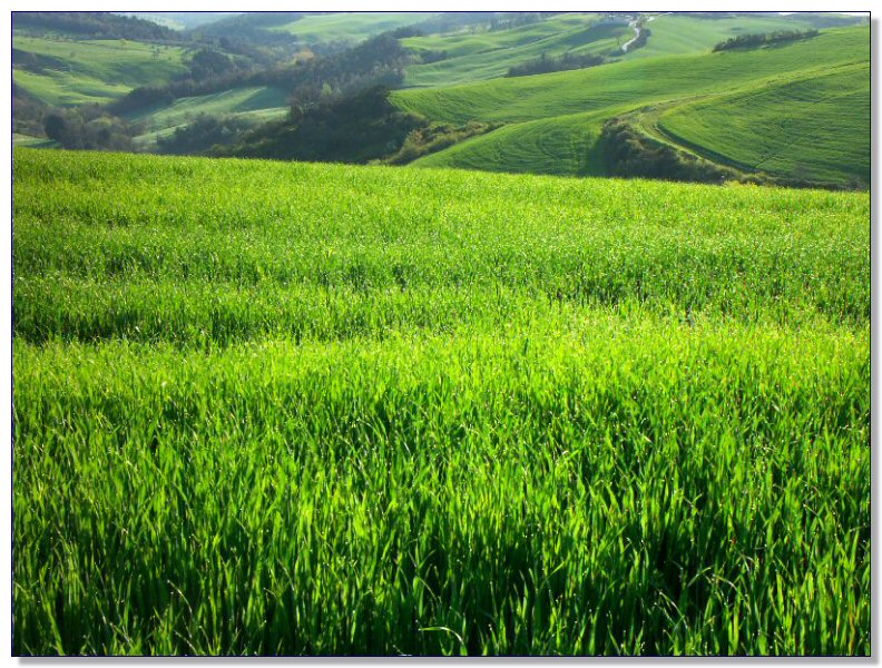 Landscape of Tuscany