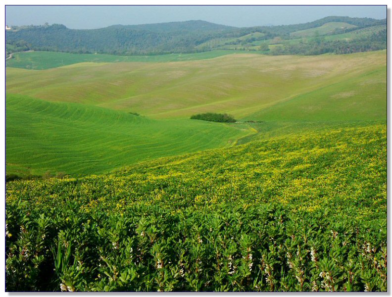 Landscape of Tuscany