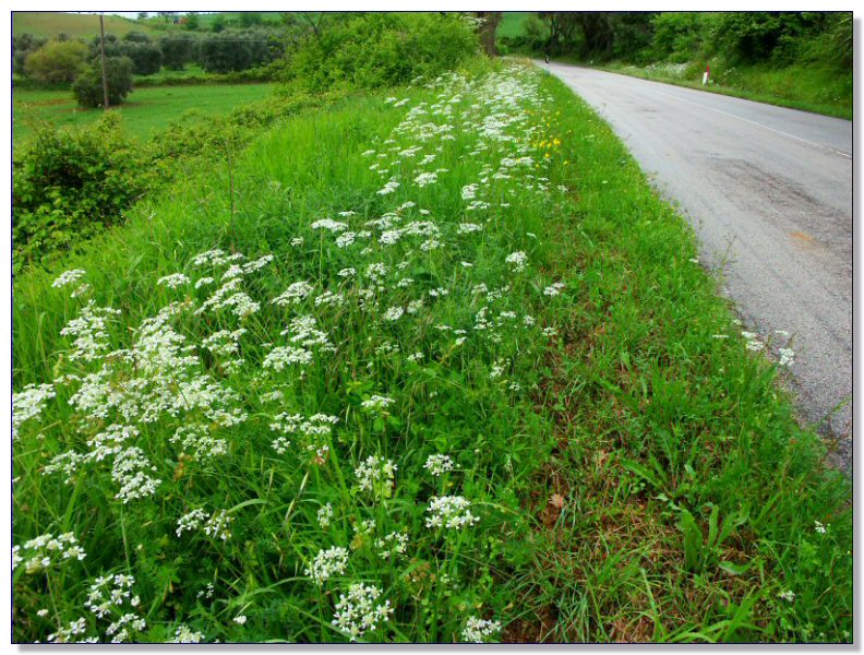 Wild flowers along the roadside