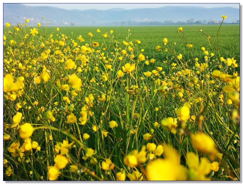 Landscape of Tuscany