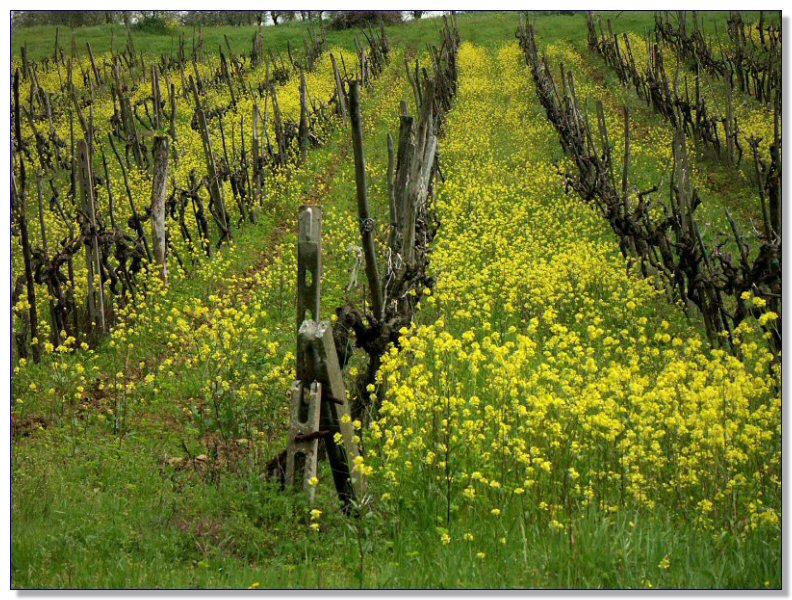 Vineyard