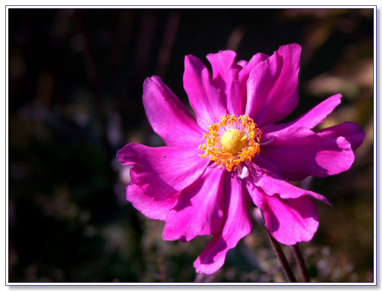 Anemone Konigin Charlotte