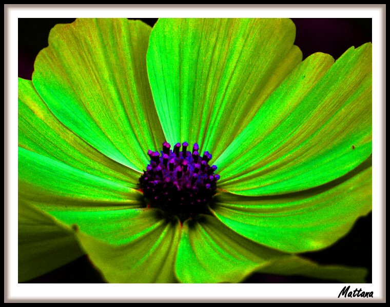 Cosmos