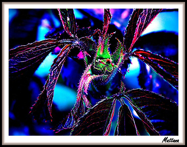 Rose Leaves