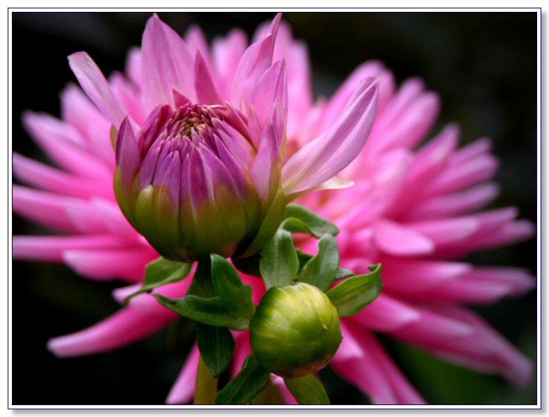 Dahlia