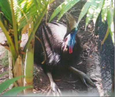 Australia Zoo_Big Bird_001.jpg