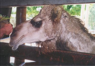 Australia Zoo_Camel.jpg