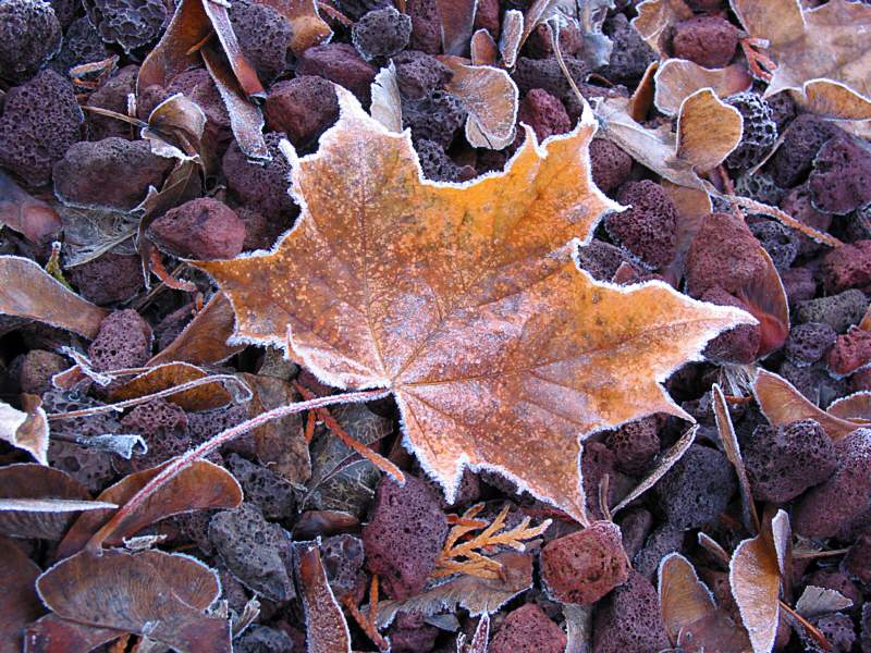 Frosty Leaves 1