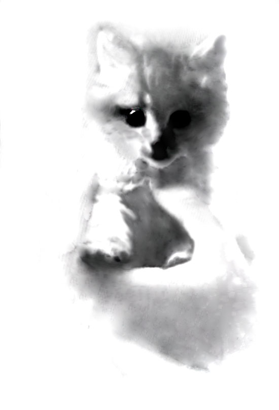 Sebastian as a Kitten