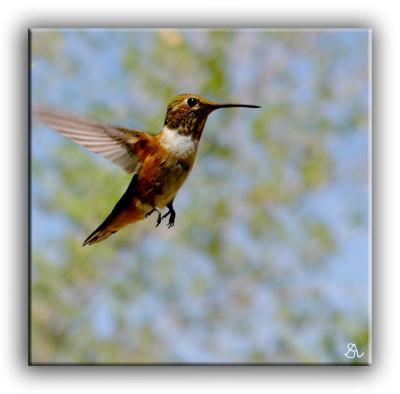 Adult Female Rufous