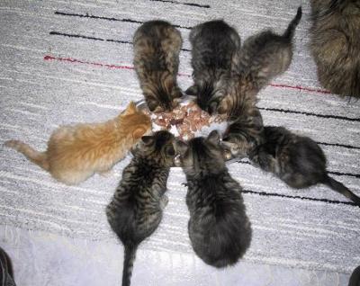 Lunch time for seven kittens. Lounastauko!