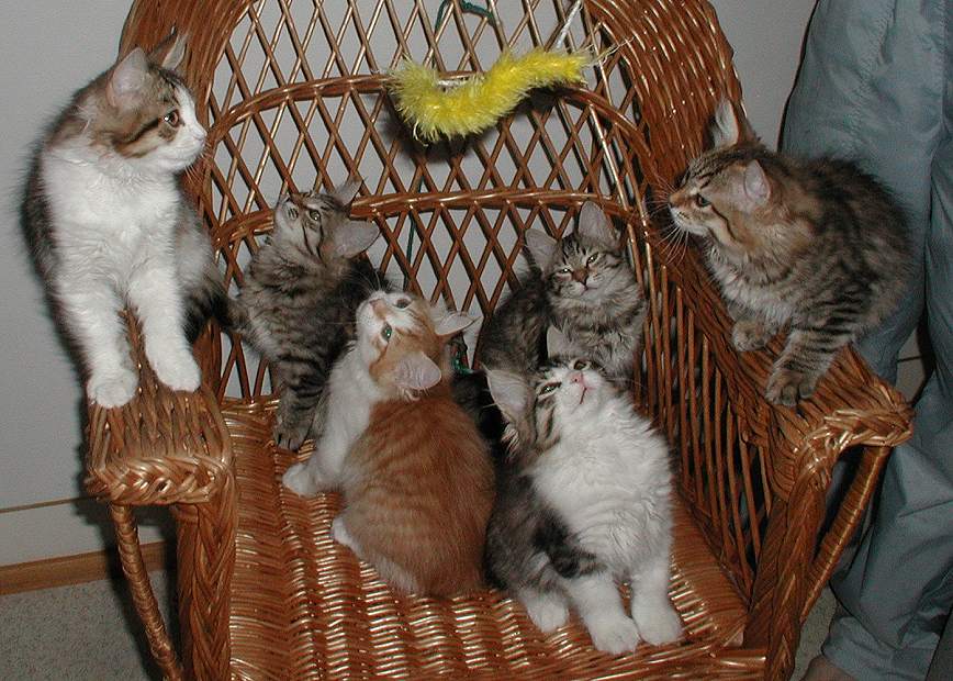 All six kittens for the last time together