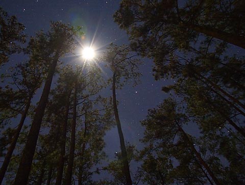 Moon Over Pines