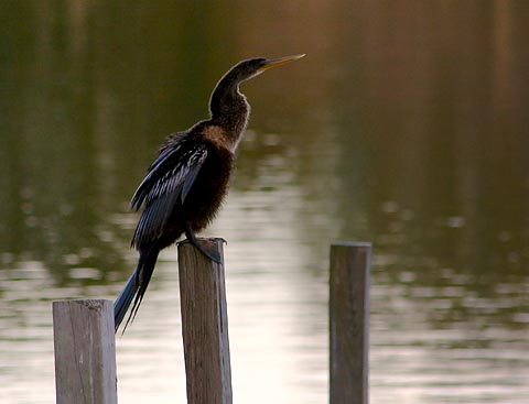 Anhinga on a Piling 2351