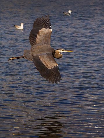 Heron in Flight 2231