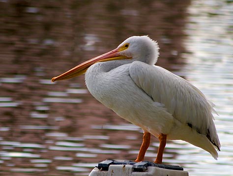 Pelican 2284