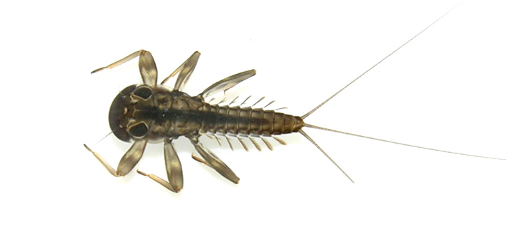 brown clinger Mayfly